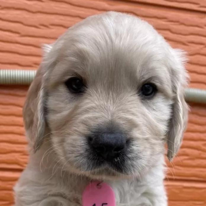 ゴールデンレトリバー(茨城県・男の子・2026/01/09・ゴールド)の子犬情報! | 福田 祥子ブリーダー(1175)