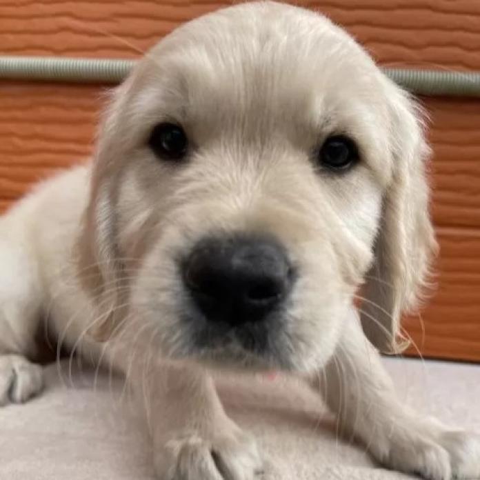 ゴールデンレトリバー(茨城県・男の子・2026/01/09・ゴールド)の子犬情報! | 福田 祥子ブリーダー(1175)