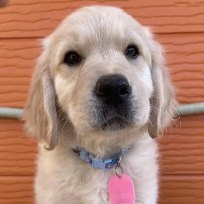 ゴールデンレトリバー(茨城県・男の子・2026/01/09・ゴールド)の子犬情報! | 福田 祥子ブリーダー(1175)