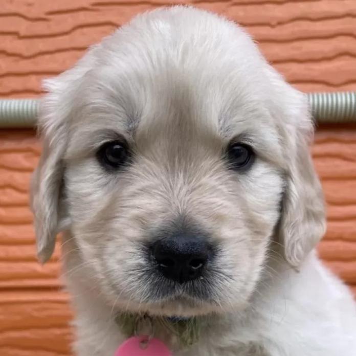 ゴールデンレトリバー(茨城県・男の子・2026/01/09・ゴールド)の子犬情報! | 福田 祥子ブリーダー(1176)