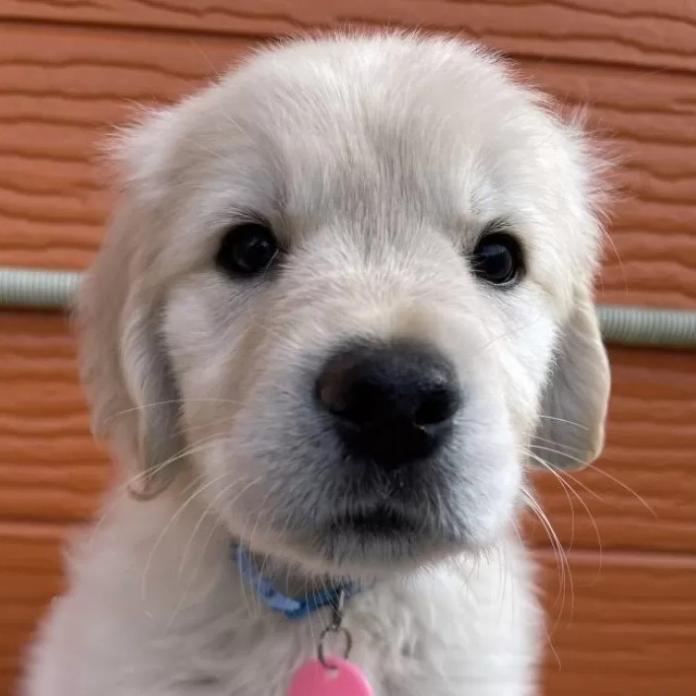 ゴールデンレトリバー(茨城県・男の子・2026/01/09・ゴールド)の子犬情報! | 福田 祥子ブリーダー(1176)