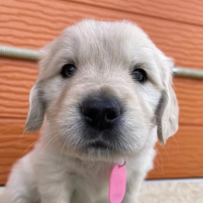 ゴールデンレトリバー(茨城県・男の子・2026/01/09・ゴールド)の子犬情報! | 福田 祥子ブリーダー(1177)