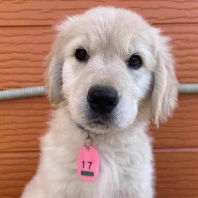 ゴールデンレトリバー(茨城県・男の子・2026/01/09・ゴールド)の子犬情報! | 福田 祥子ブリーダー(1177)