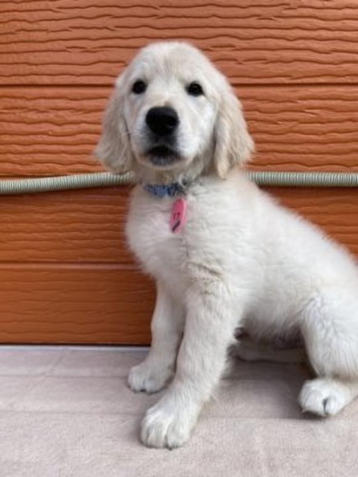 ゴールデンレトリバー(茨城県・男の子・2026/01/09・ゴールド)の子犬情報! | 福田 祥子ブリーダー(1177)