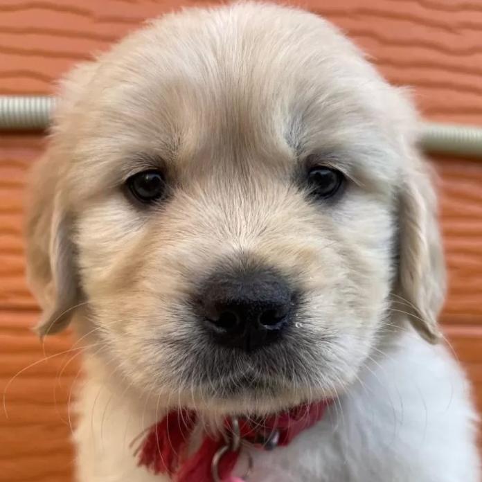 ゴールデンレトリバー(茨城県・女の子・2026/01/09・ゴールド)の子犬情報! | 福田 祥子ブリーダー(1178)