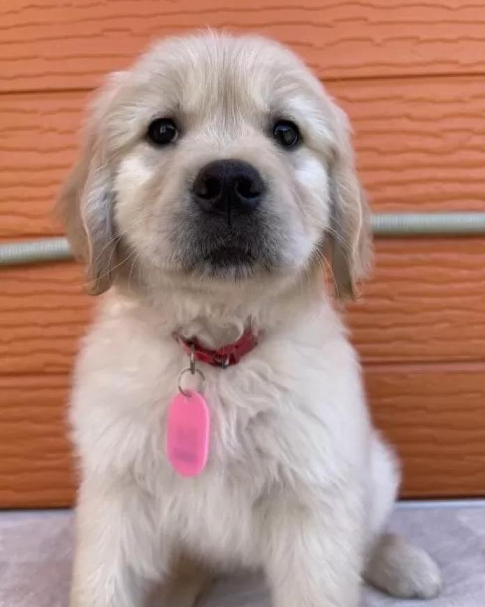 ゴールデンレトリバー(茨城県・女の子・2026/01/09・ゴールド)の子犬情報! | 福田 祥子ブリーダー(1178)