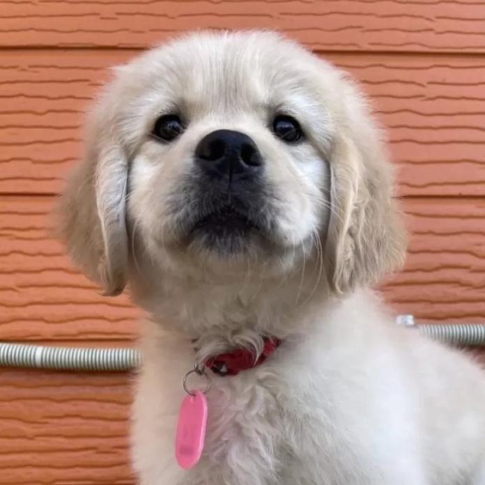 ゴールデンレトリバー(茨城県・女の子・2026/01/09・ゴールド)の子犬情報! | 福田 祥子ブリーダー(1178)