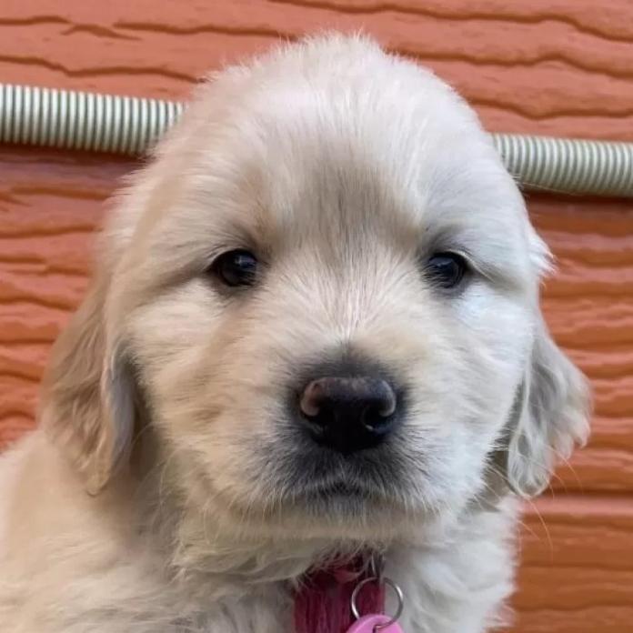 ゴールデンレトリバー(茨城県・女の子・2026/01/09・ゴールド)の子犬情報! | 福田 祥子ブリーダー(1179)