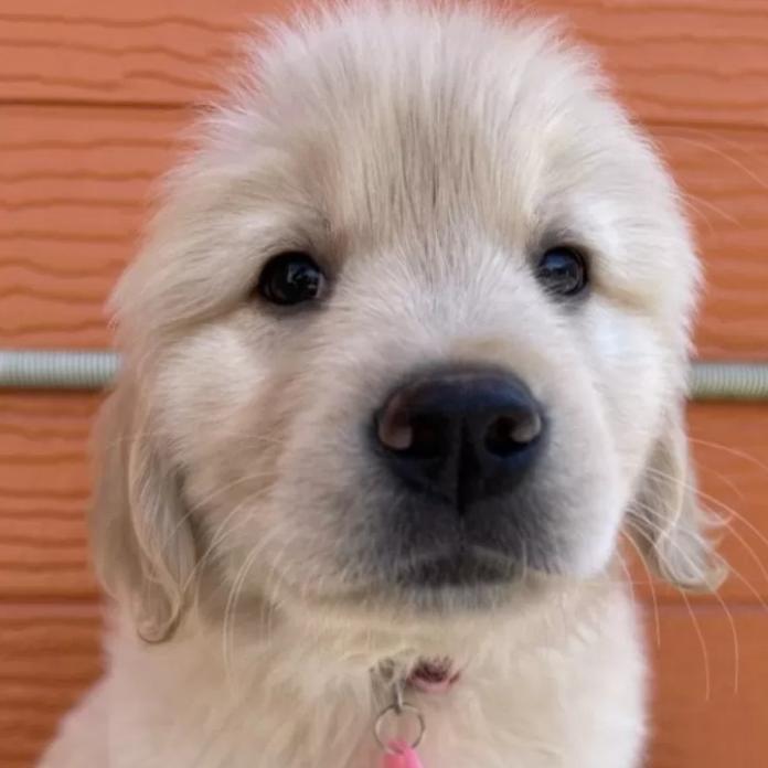 ゴールデンレトリバー(茨城県・女の子・2026/01/09・ゴールド)の子犬情報! | 福田 祥子ブリーダー(1179)