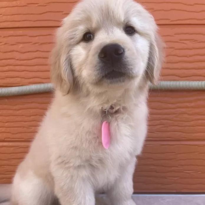 ゴールデンレトリバー(茨城県・女の子・2026/01/09・ゴールド)の子犬情報! | 福田 祥子ブリーダー(1179)