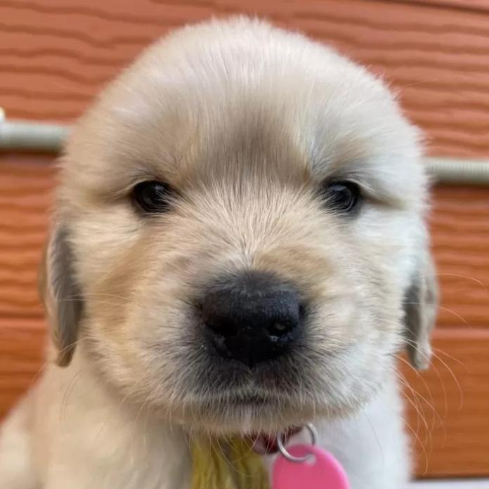 ゴールデンレトリバー(茨城県・女の子・2026/01/09・ゴールド)の子犬情報! | 福田 祥子ブリーダー(1180)