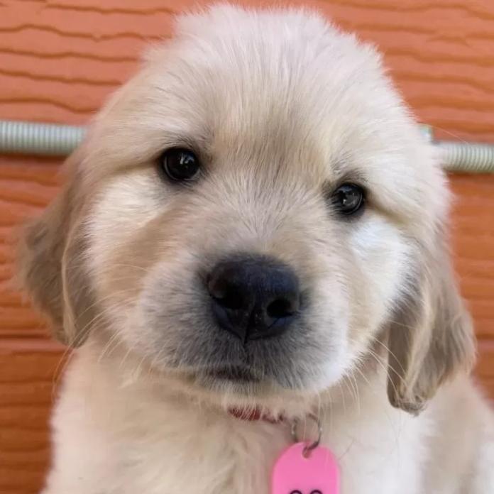 ゴールデンレトリバー(茨城県・女の子・2026/01/09・ゴールド)の子犬情報! | 福田 祥子ブリーダー(1180)