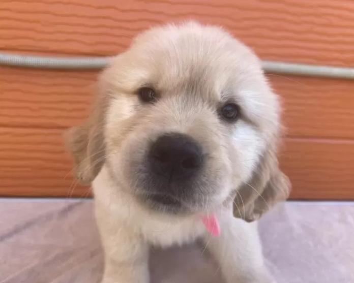 ゴールデンレトリバー(茨城県・女の子・2026/01/09・ゴールド)の子犬情報! | 福田 祥子ブリーダー(1180)