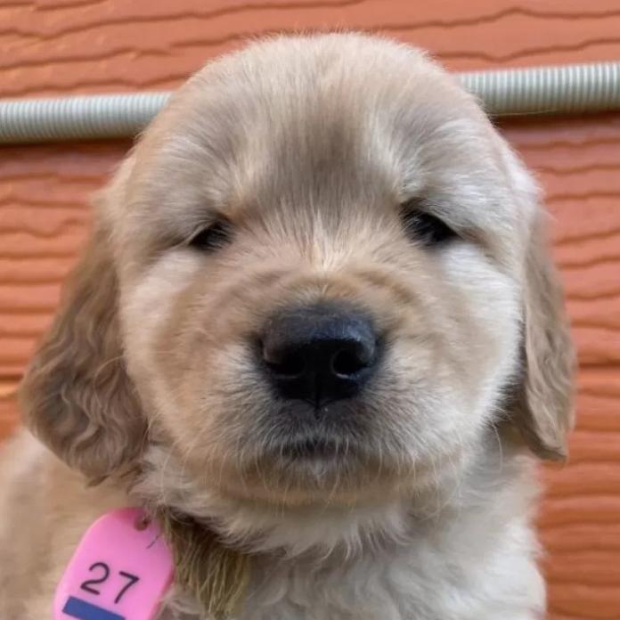 ゴールデンレトリバー(茨城県・女の子・2026/01/09・ゴールド)の子犬情報! | 福田 祥子ブリーダー(1181)