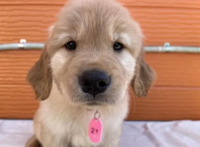 ゴールデンレトリバー(茨城県・女の子・2026/01/09・ゴールド)の子犬情報! | 福田 祥子ブリーダー(1181)