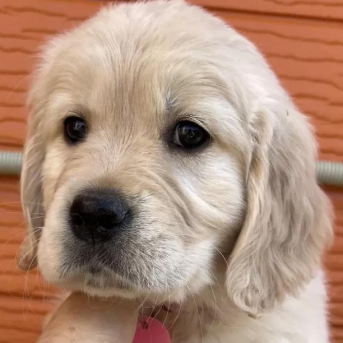 ゴールデンレトリバー(茨城県・女の子・2026/01/03・ゴールド)の子犬情報! | 福田 祥子ブリーダー(1273)