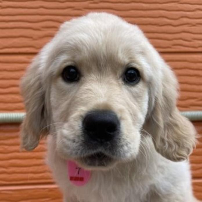 ゴールデンレトリバー(茨城県・女の子・2026/01/03・ゴールド)の子犬情報! | 福田 祥子ブリーダー(1273)