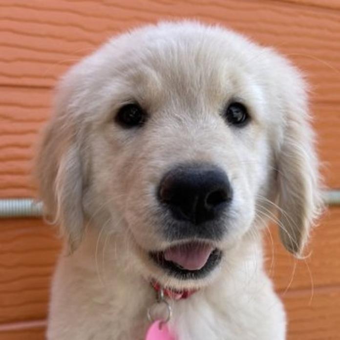 ゴールデンレトリバー(1359)の子犬情報