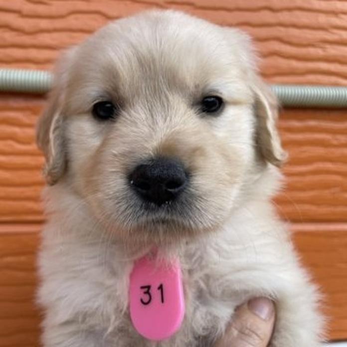 ゴールデンレトリバー(茨城県・女の子・2026/03/06・ゴールド)の子犬情報! | 福田 祥子ブリーダー(1360)