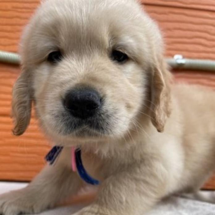 ゴールデンレトリバー(茨城県・男の子・2026/03/06・ゴールド)の子犬情報! | 福田 祥子ブリーダー(1362)