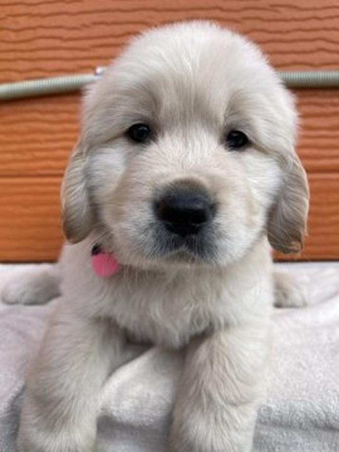 ゴールデンレトリバー(茨城県・男の子・2026/03/06・ゴールド)の子犬情報! | 福田 祥子ブリーダー(1363)