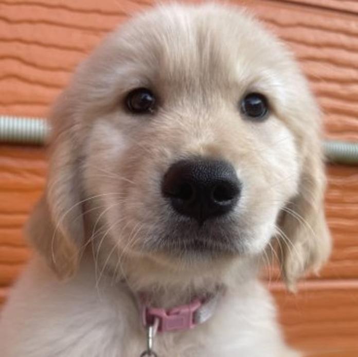 ゴールデンレトリバー(1820)の子犬情報