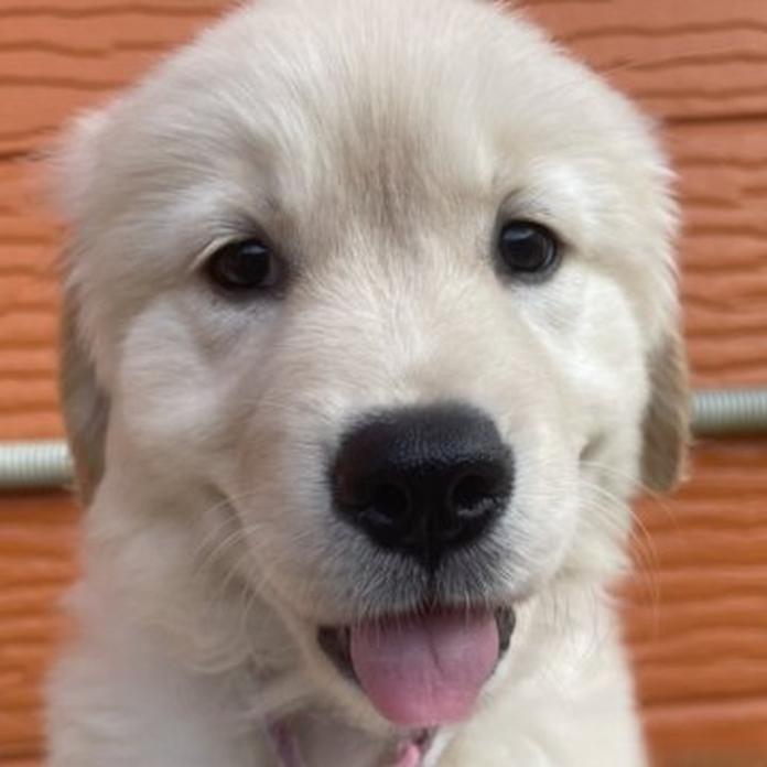 ゴールデンレトリバー(1821)の子犬情報