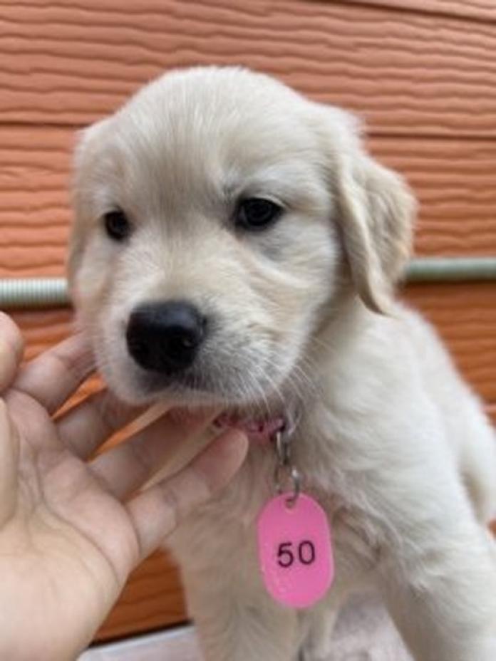 ゴールデンレトリバー(1822)の子犬情報
