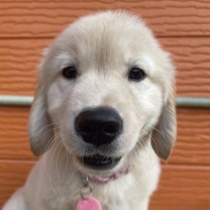 ゴールデンレトリバー(1823)の子犬情報