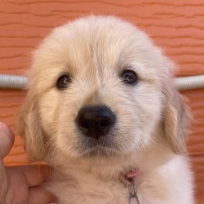 ゴールデンレトリバー(2008)の子犬情報