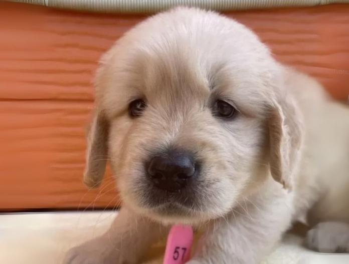 犬のプロフィール画像