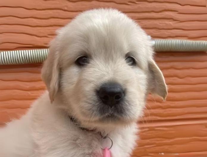犬のプロフィール画像