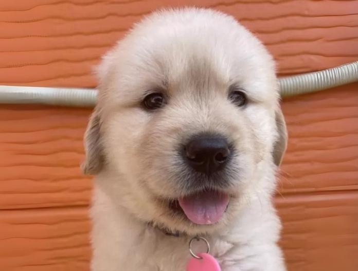 犬のプロフィール画像