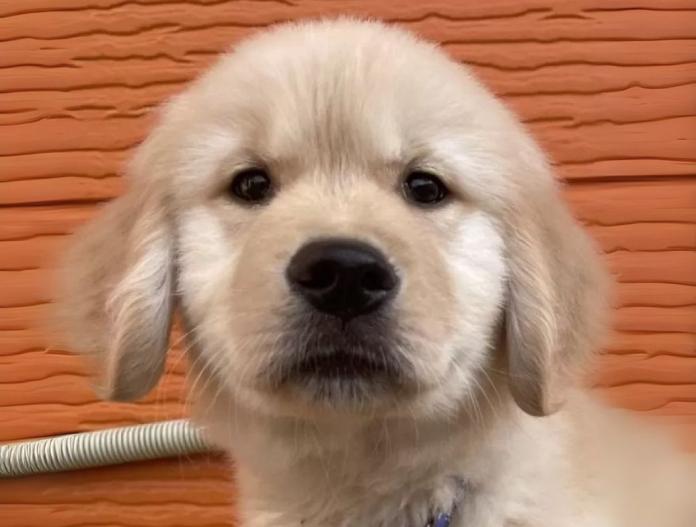 犬のプロフィール画像