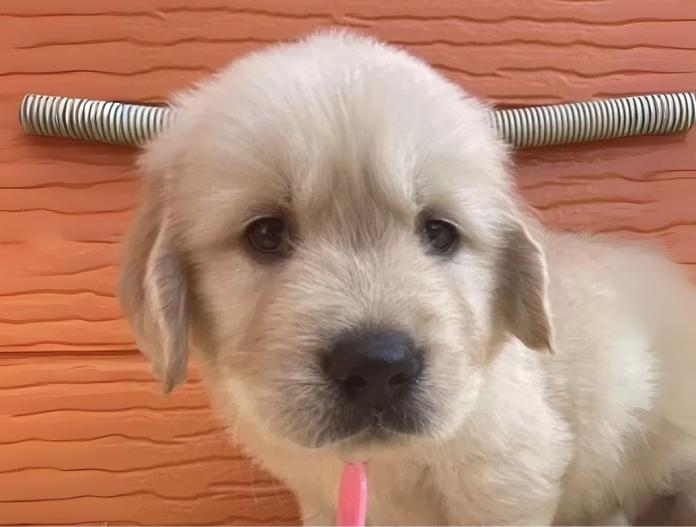 犬のプロフィール画像