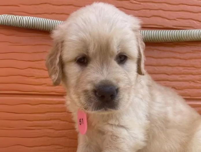 犬のプロフィール画像