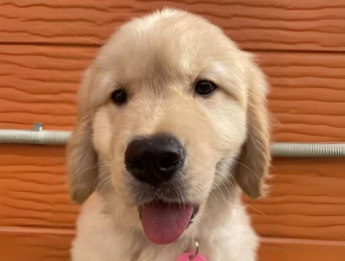 犬のプロフィール画像