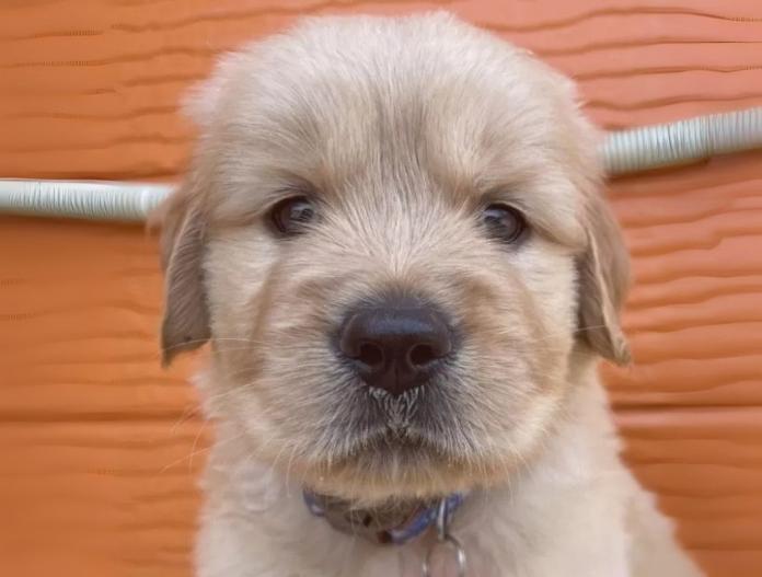 犬のプロフィール画像