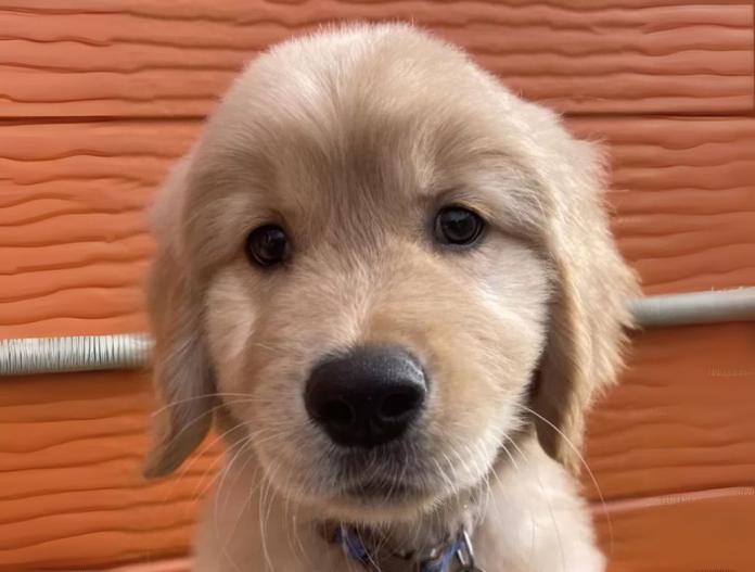 犬のプロフィール画像