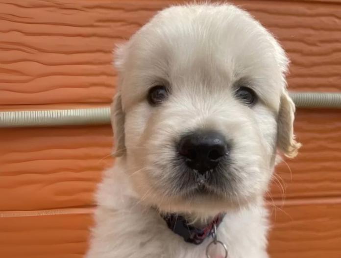 犬のプロフィール画像