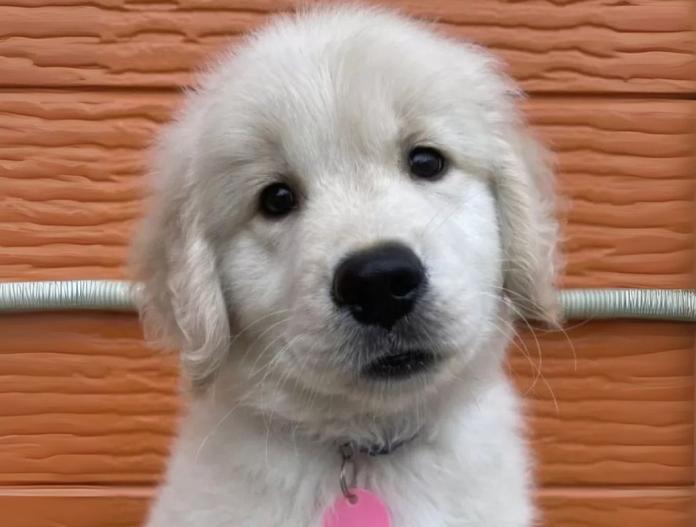 犬のプロフィール画像