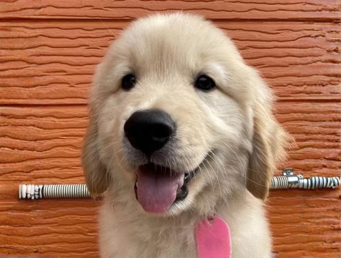 犬のプロフィール画像