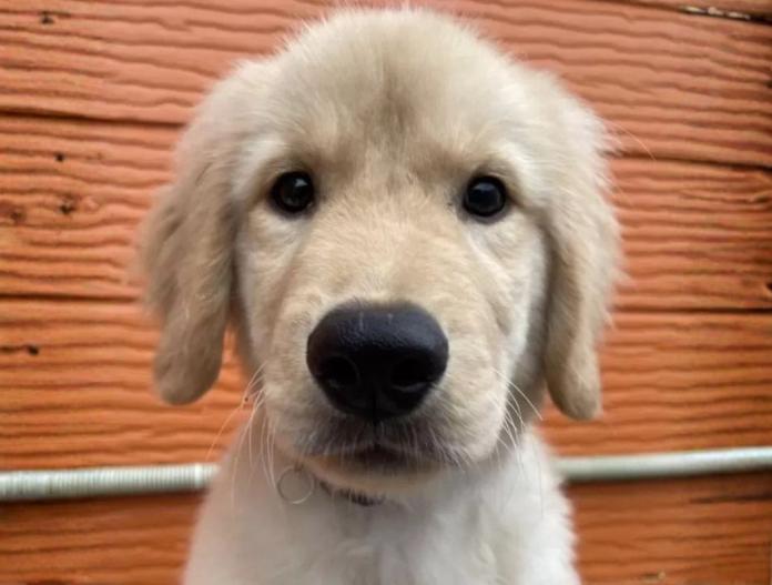 ゴールデンレトリバー(茨城県・男の子・2025/07/12・ゴールド)の子犬情報! | 福田 祥子ブリーダー(730)