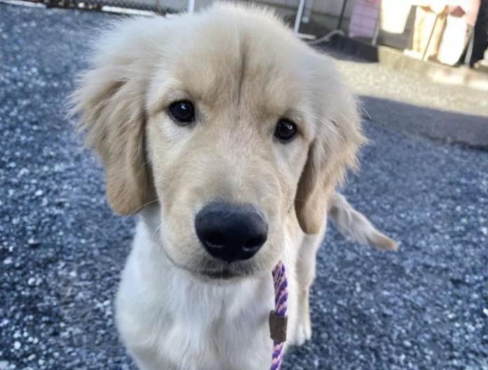 ゴールデンレトリバー(茨城県・男の子・2025/07/12・ゴールド)の子犬情報! | 福田 祥子ブリーダー(730)