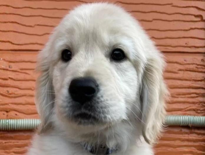 ゴールデンレトリバー(茨城県・男の子・2025/09/15・ゴールド)の子犬情報! | 福田 祥子ブリーダー(836)