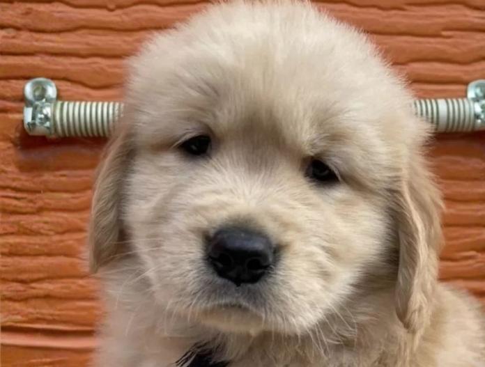 ゴールデンレトリバー(茨城県・男の子・2025/10/22・ゴールド)の子犬情報! | 福田 祥子ブリーダー(884)