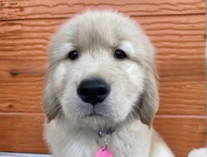 ゴールデンレトリバー(茨城県・男の子・2025/10/22・ゴールド)の子犬情報! | 福田 祥子ブリーダー(884)