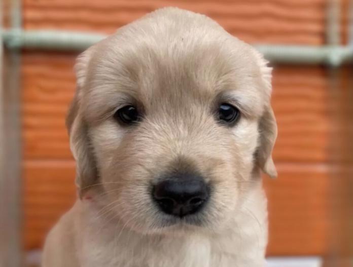 ゴールデンレトリバー(茨城県・女の子・2025/10/22・ゴールド)の子犬情報! | 福田 祥子ブリーダー(885)