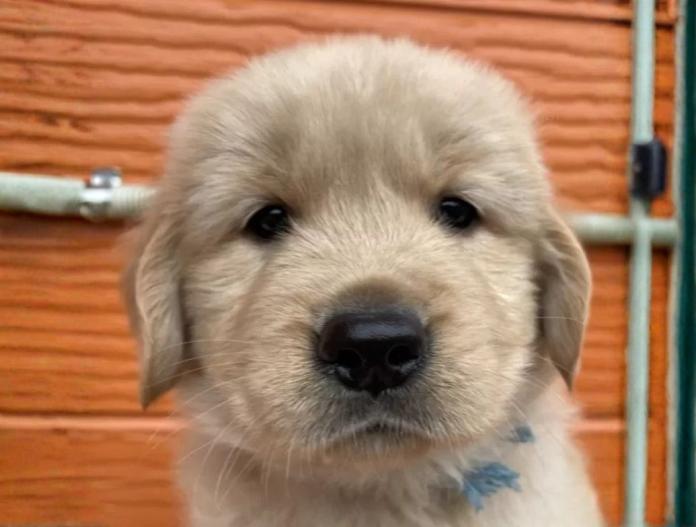 ゴールデンレトリバー(茨城県・男の子・2025/10/22・ゴールド)の子犬情報! | 福田 祥子ブリーダー(886)