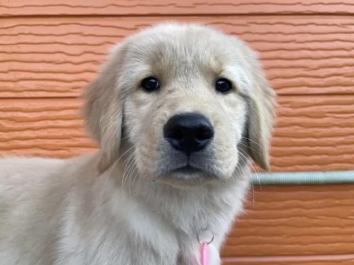 ゴールデンレトリバー(茨城県・男の子・2025/10/22・ゴールド)の子犬情報! | 福田 祥子ブリーダー(886)